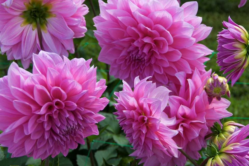 AINSWORTH-Karen-Lesley-Purple-Dahlias