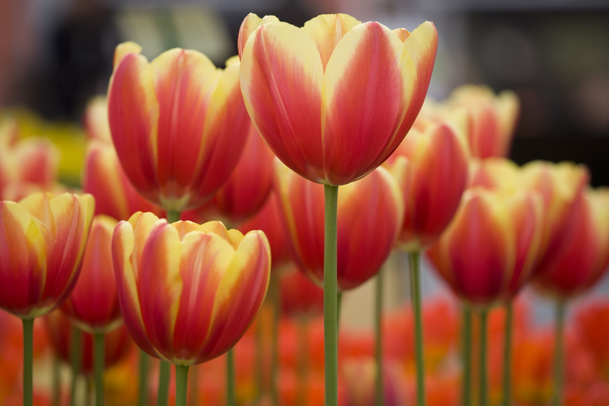 ANDERSON-Doreen-Edna-Image-of-tulips