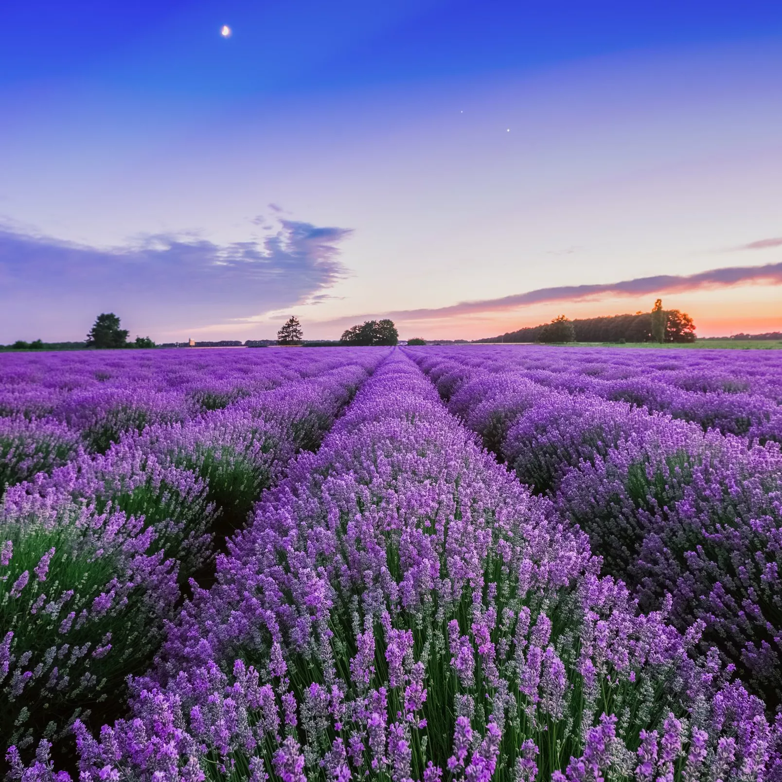 BURTON-Hilary-Joyce-Image-of-Lavender-field