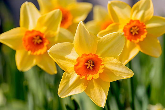 COOPER-Hedley-Daffodills