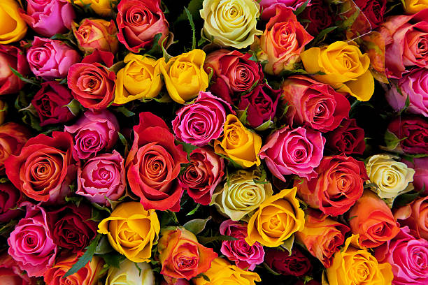 CORNFORTH-Susan-Elizabeth-Multicoloured-Roses