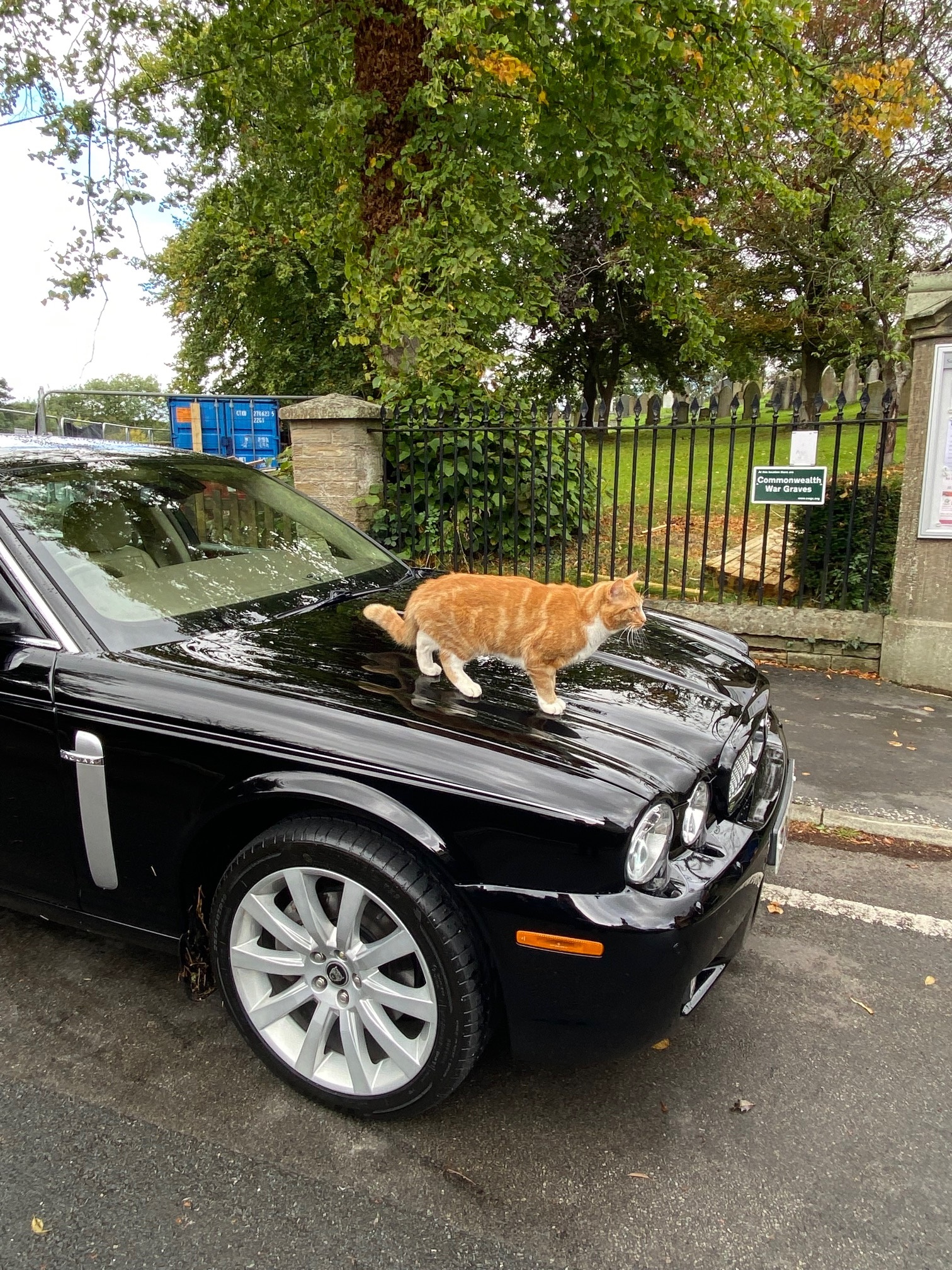 Cat-on-Hearse