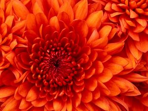 Chrysanthemum-300x225-1
