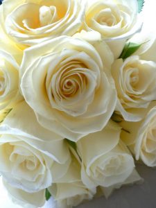 Cream-Roses-225x300-1