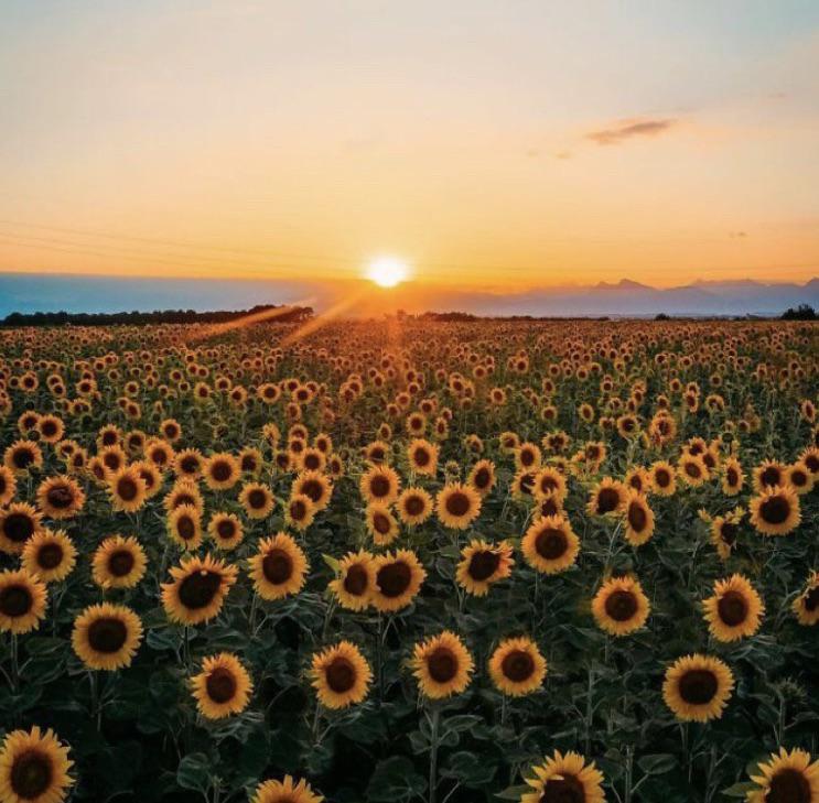 DENBY-Michael-John-Sunflower-Image