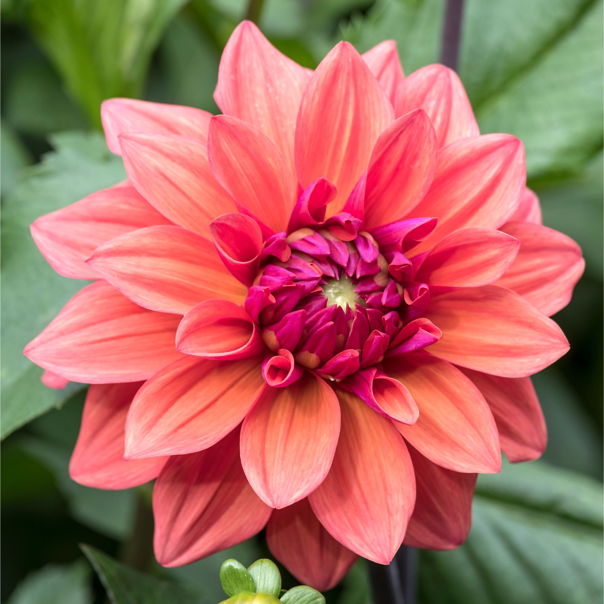 Dahlia