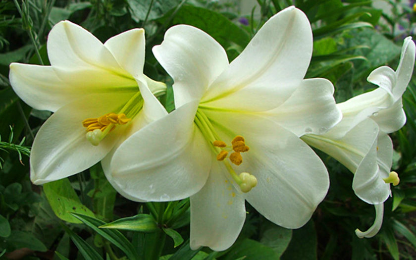 LANGLEY-Colin-George-Edmund-Image-of-Lilies