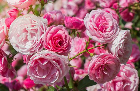 METCALF-June-Image-of-pale-pink-roses