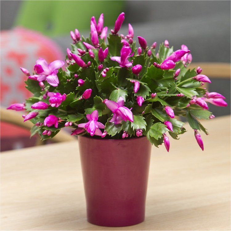 McCLUSKEY-Jarvis-George-Christmas-Cactus