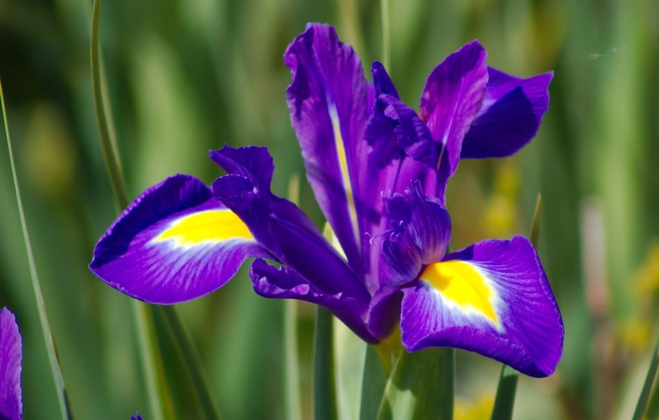 OKILL-Philip-John-Image-of-Iris