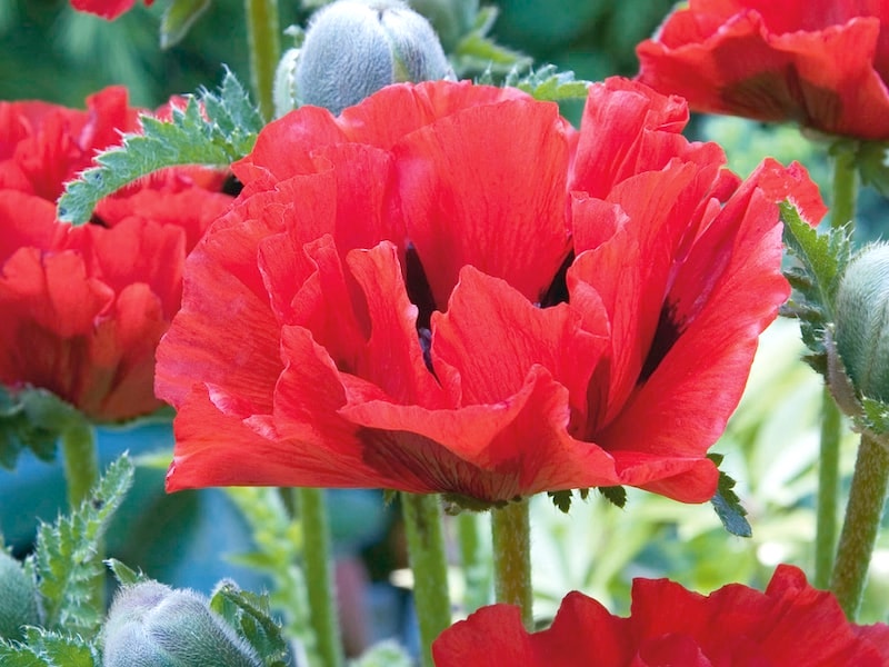 PALK-Janet-Poppy-Image