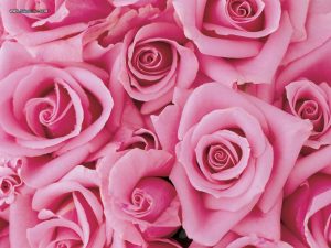 Pink-Roses-1-300x225-1