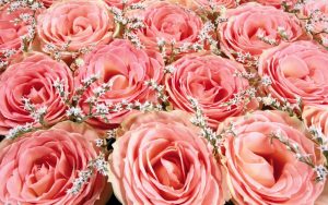 Pink-Roses-300x188-1