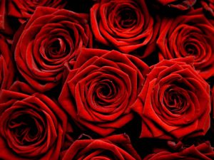 Red-Roses-1-300x225-1