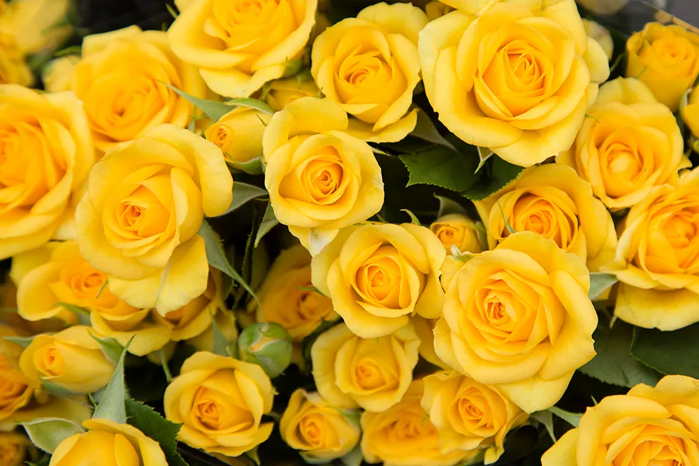 Spray_Rose_Yellow_Babe1