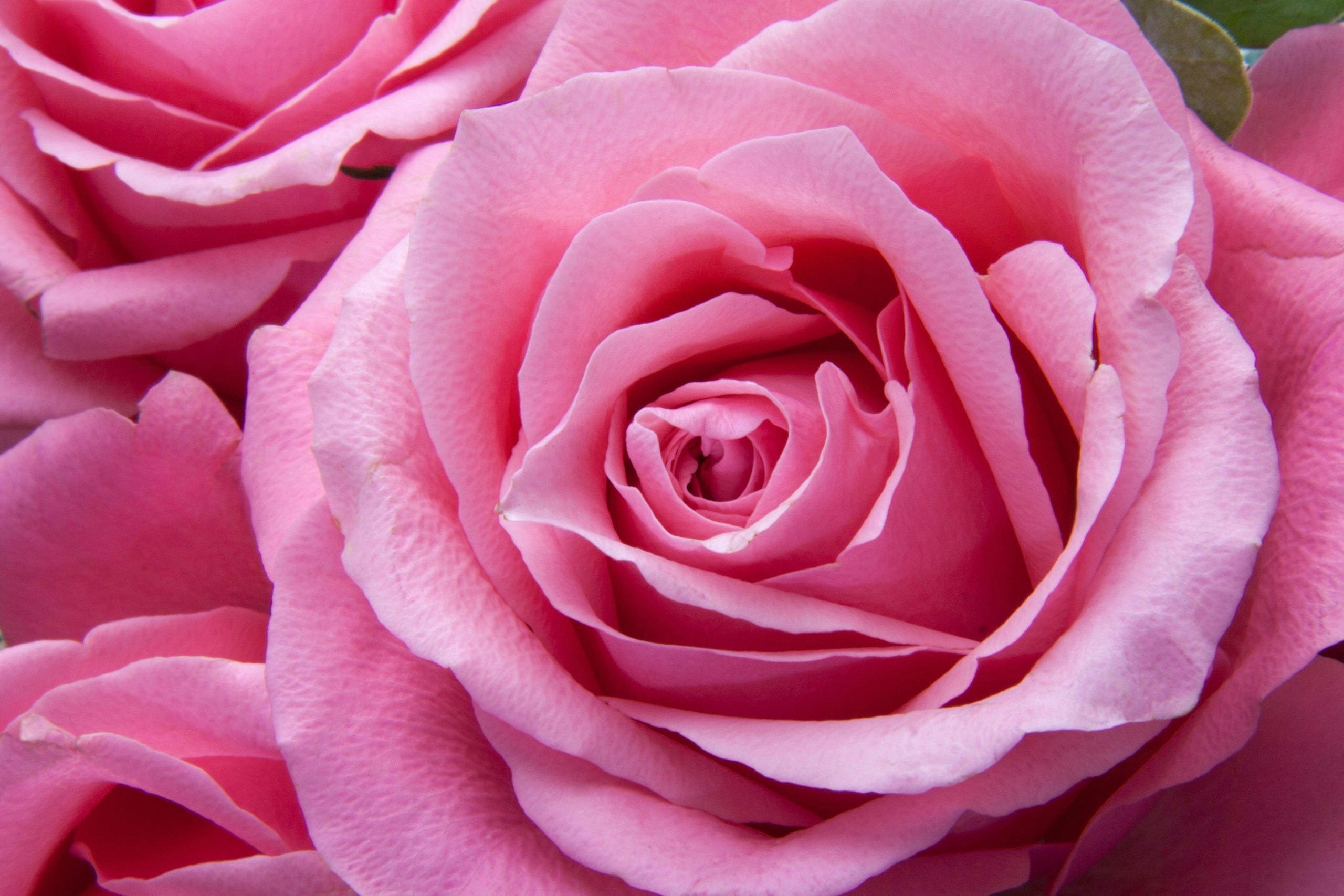 WARRENDER-Sheila-Frances-Image-of-pink-rose-scaled
