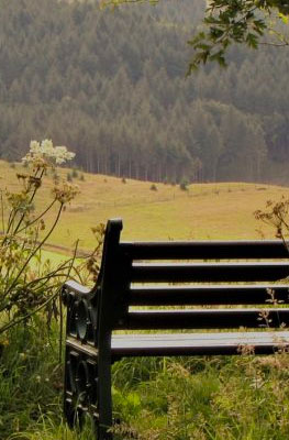 bench