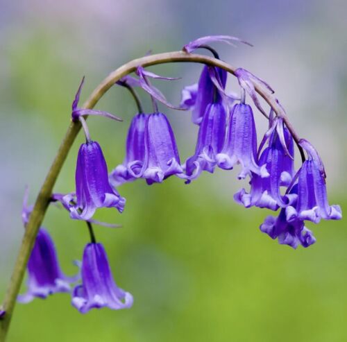 bluebell
