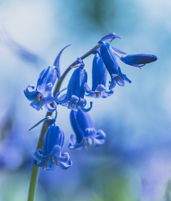 bluebells