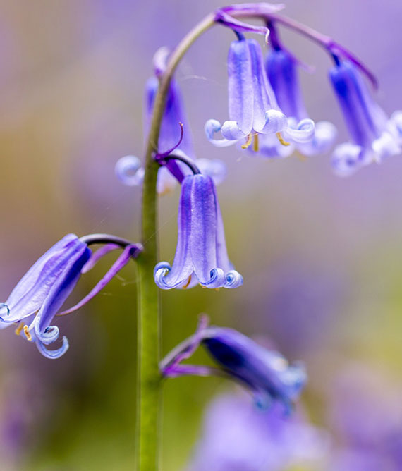 bluebells