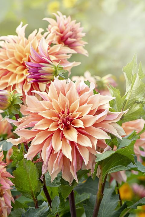 dahlias