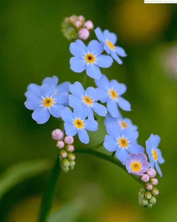 forget-me-not
