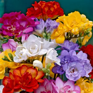 freesia-300x300-1