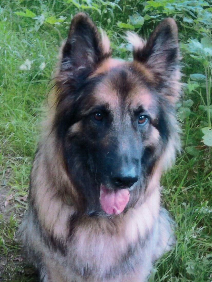 german-shepheard-e1731574405218