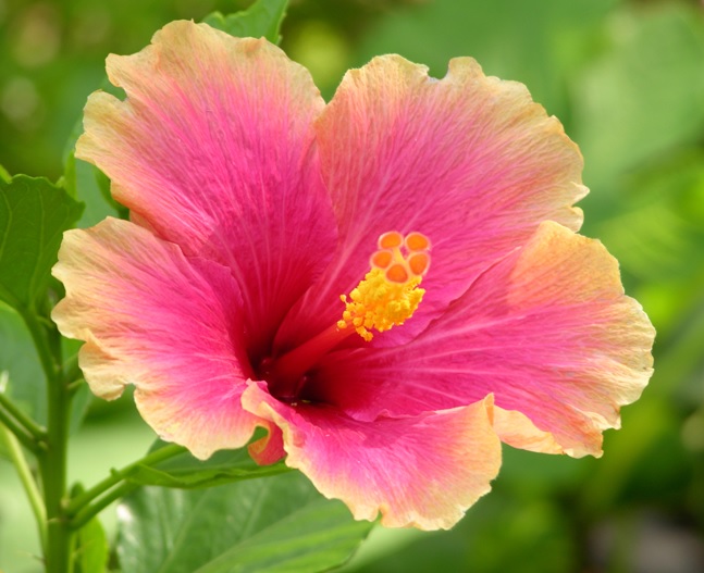 hibiscus