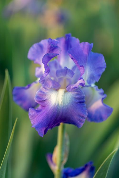 iris