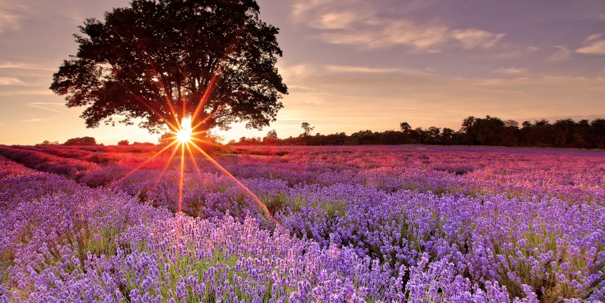 lavender-field