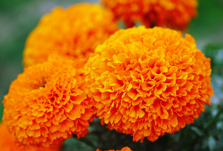 marigold