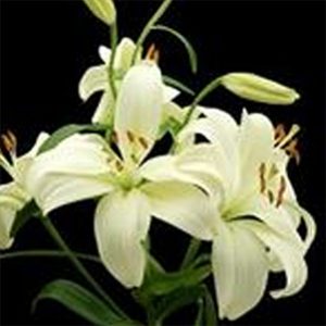 obituaries2-300x300-1