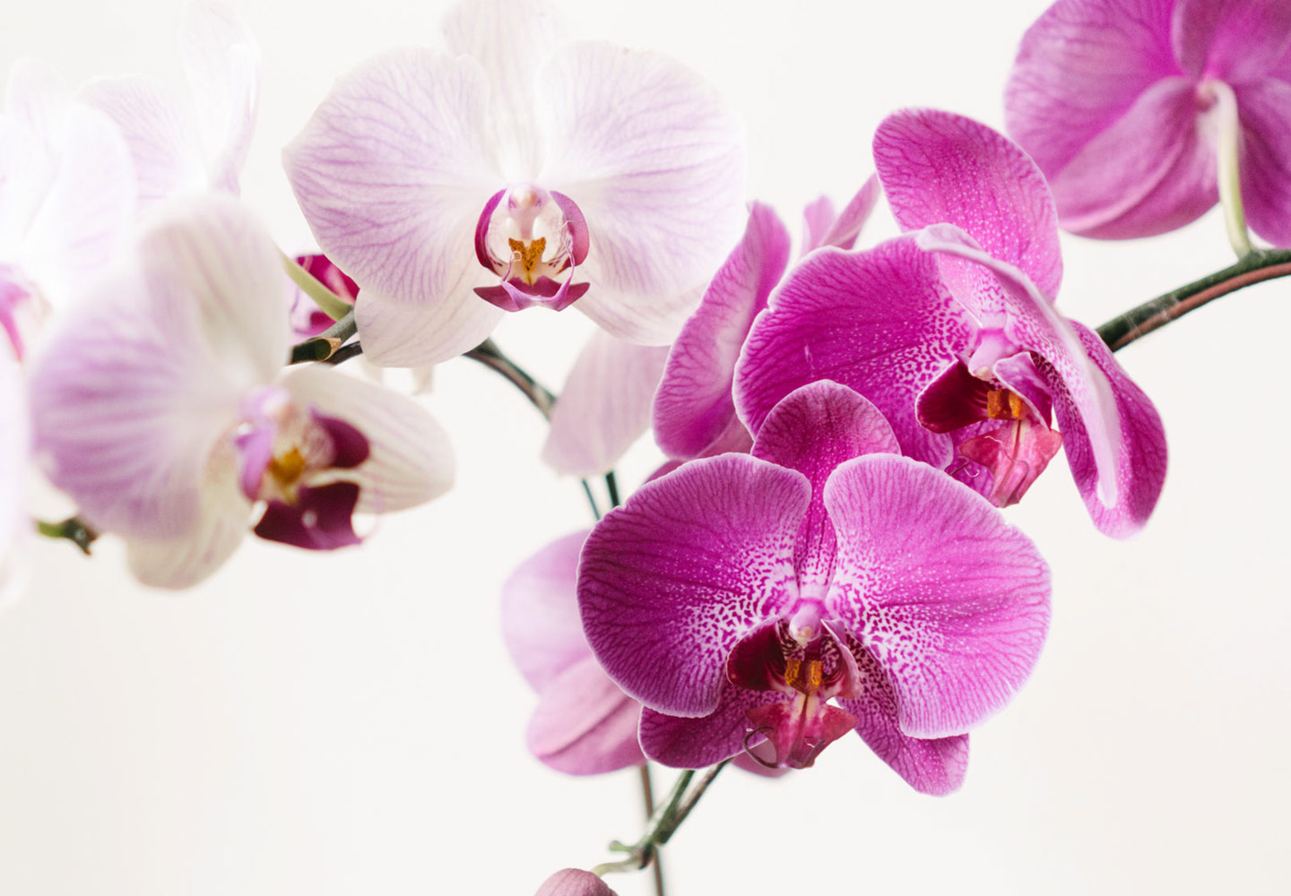 orchids