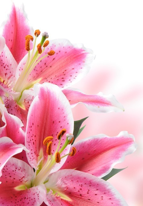 Pink lilies