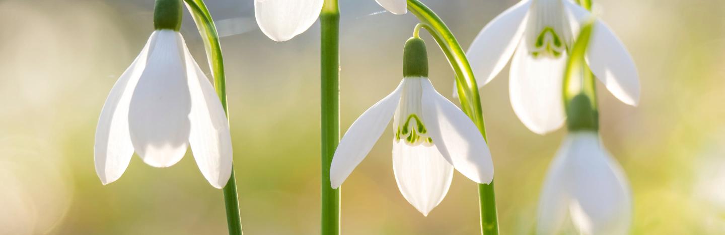snowdrop