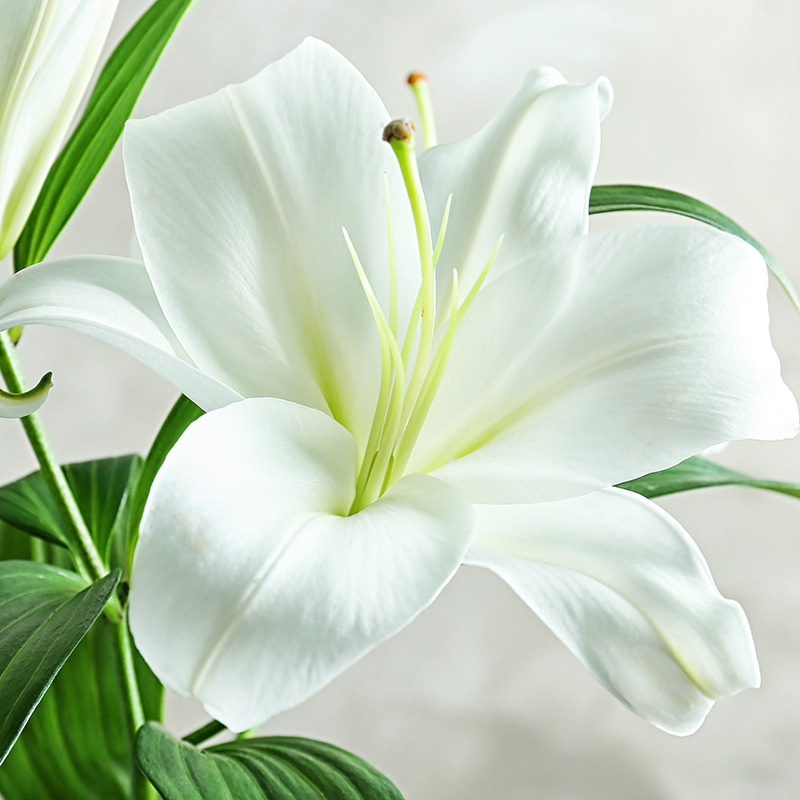 white-lily-300x300-1