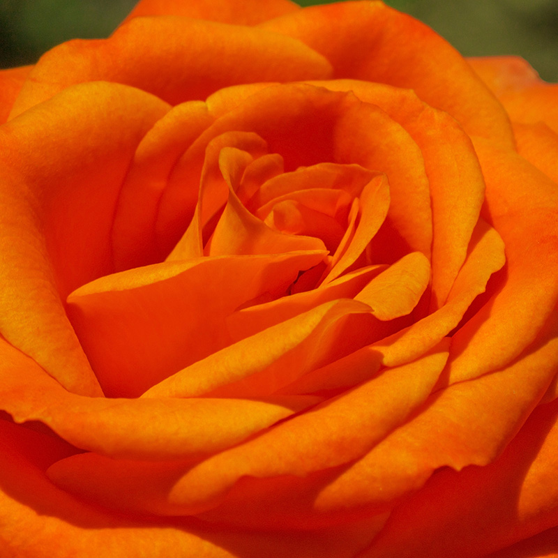 BISHOP-Alan-James-Orange-Rose