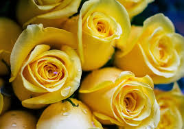 yellow-roses