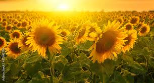 sunflowers