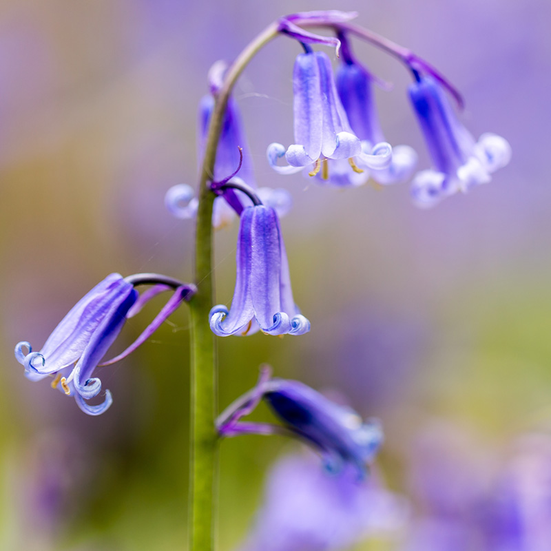 Bluebells_AdobeStock_273068814_800px