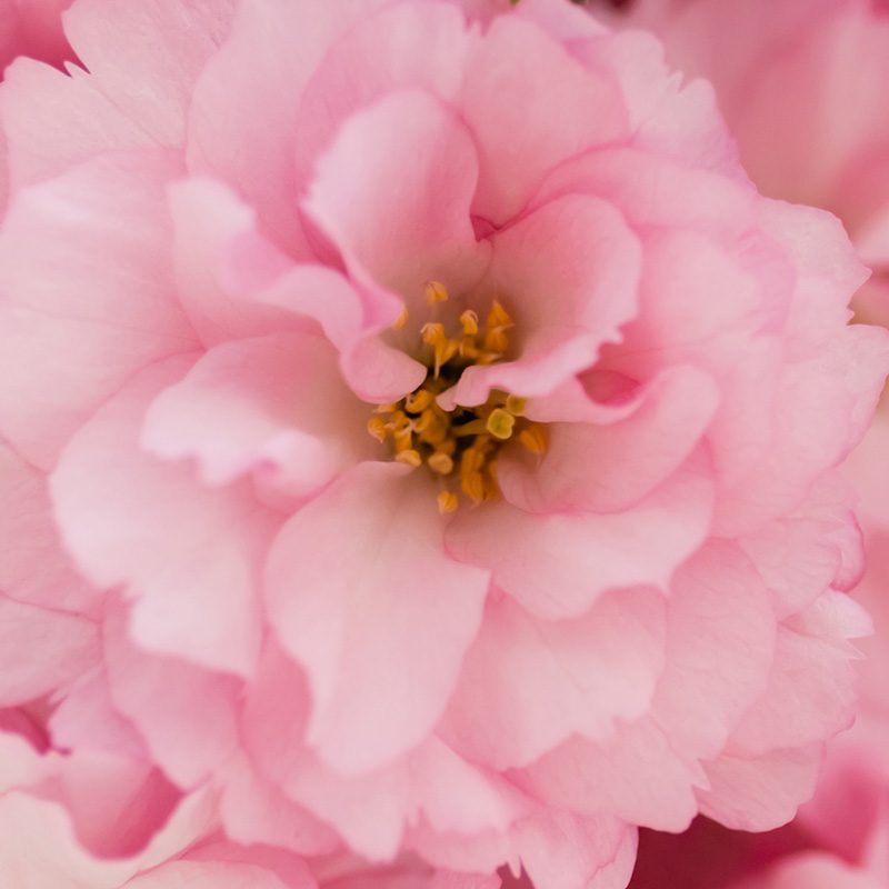 Cherry Blossom_AdobeStock_508016051_800px