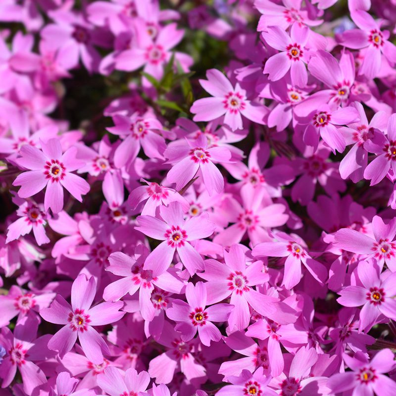 Creepign Phlox_AdobeStock_1865957008_800px