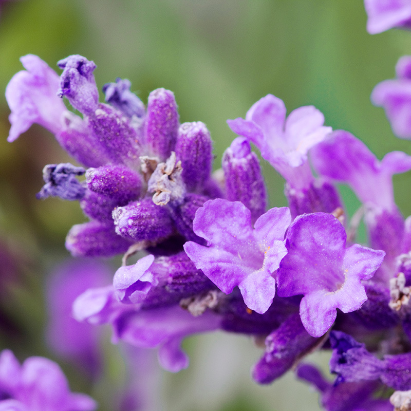 Lavender_AdobeStock_65457483_800px