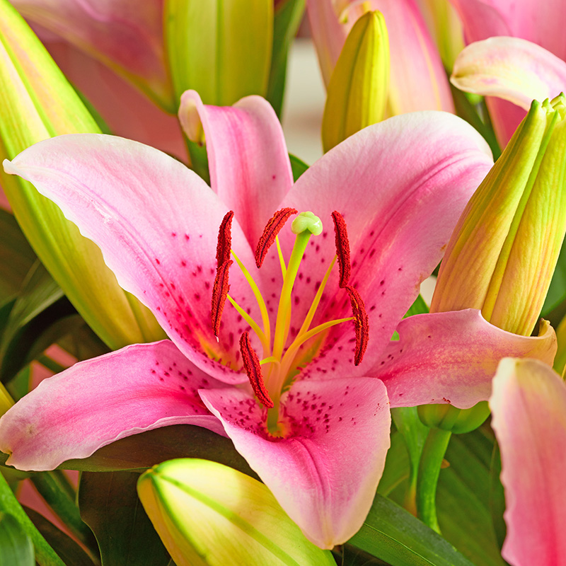 Pink Lilies and green buds_AdobeStock_513021663_800px