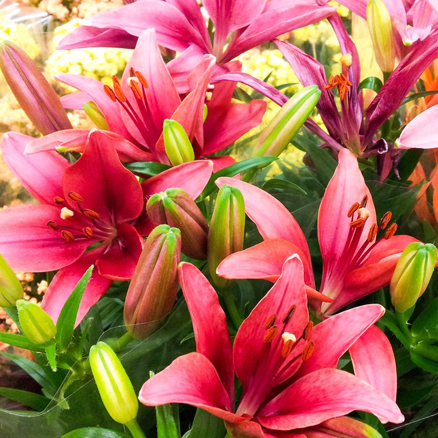 Pink Lilies_AdobeStock_54504370_800px