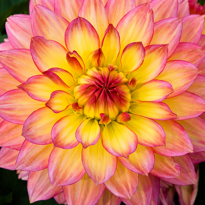 Red and Yellow Dahlia_AdobeStock_201790209_800px